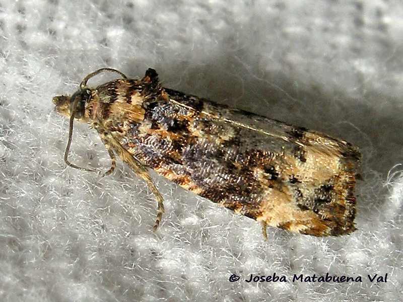 Endothenia marginana - Tortricidae